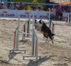 Gaia Border Collie Classic`ssa.