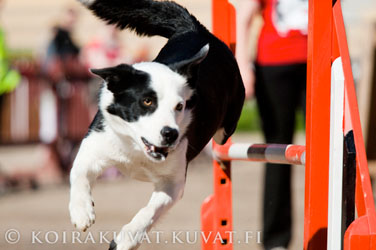 Iiro, kuva J. P�tynen