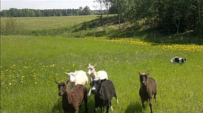 Katla paimentaa.