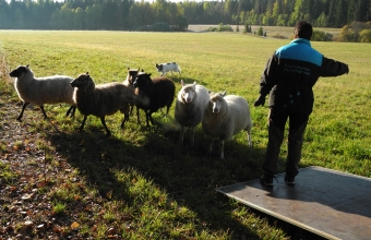 Katla paimentaa lampaita kuljetusvaunuun.