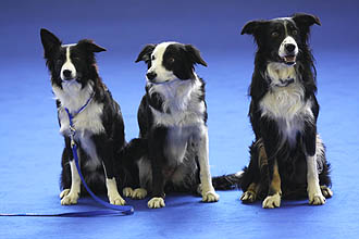 Kaksi sukupolvea T-koiria MM-kisoissa; Sina + Pepper + ss, kuva Maarit Karhu.