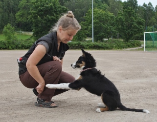 Pipsa ja Misu treenaavat kaukoja.