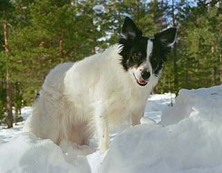 Tending More Snow White.