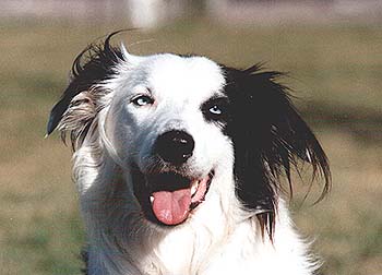Rölli.