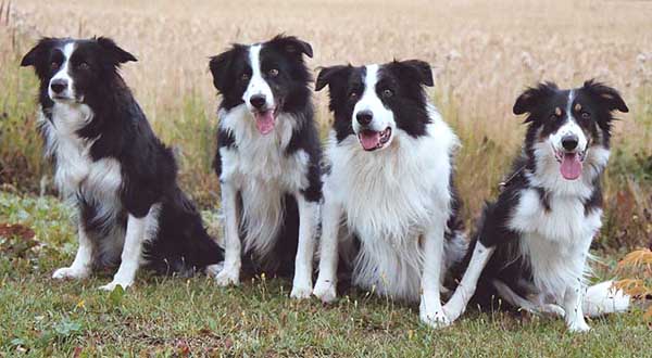 Kennel Tendingin koiria.