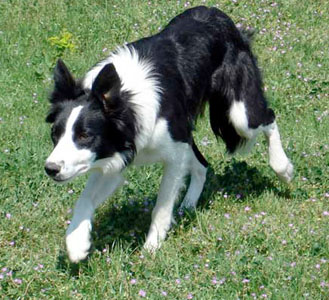 Syl, kuva kennel Mawlch.