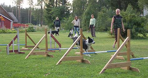 Hanna pit hyppykoulua; Kit esimerkkikoirana.