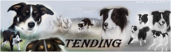 Tending-bordercollieita, www.heiniseppa.fi