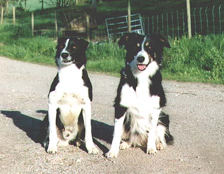 Viggo & Velho.